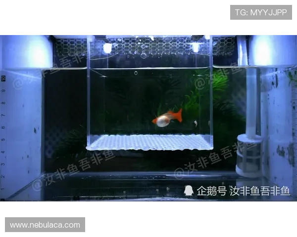 博鱼官网下载安装过程中出现问题的原因分析及解决技巧推荐